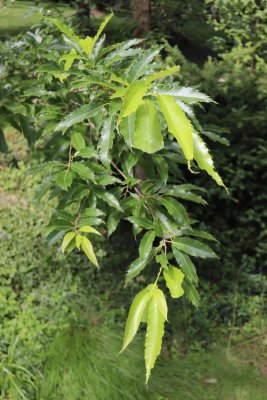 Quercus acutissima - dub špičatolistý - olistění